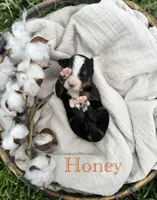 Honey, a female Bernese Mountain Dog for sale in Melvern, KS – 9 of 9