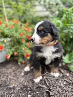 Honey, a female Bernese Mountain Dog for sale in Melvern, KS – 8 of 9
