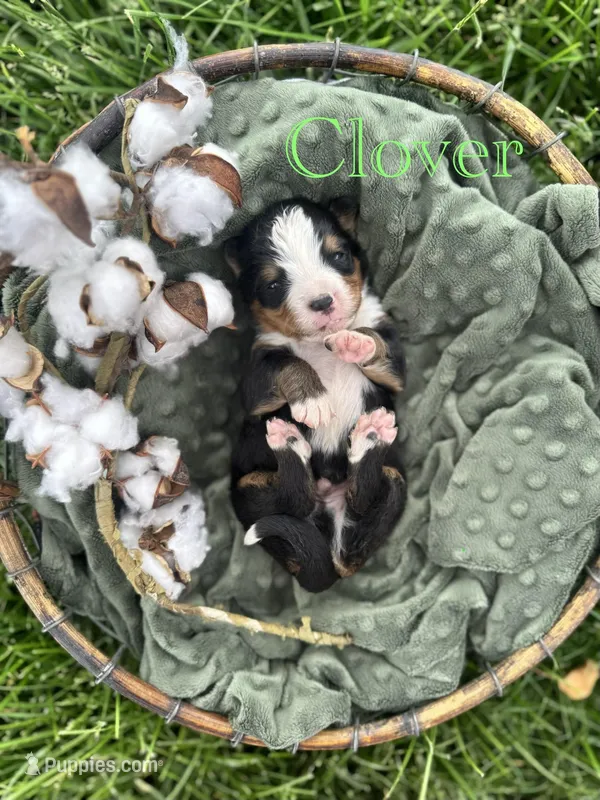 Clover – Bernese Mountain Dog puppy for sale in Melvern, KS