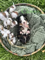 Clover, a male Bernese Mountain Dog for sale in Melvern, KS – Photo 1 of 3