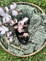 Clover, a male Bernese Mountain Dog for sale in Melvern, KS – Photo 2 of 3
