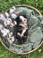 Clover, a male Bernese Mountain Dog for sale in Melvern, KS – Photo 3 of 3