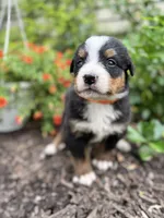 Honey, a female Bernese Mountain Dog for sale in Melvern, KS – 6 of 9