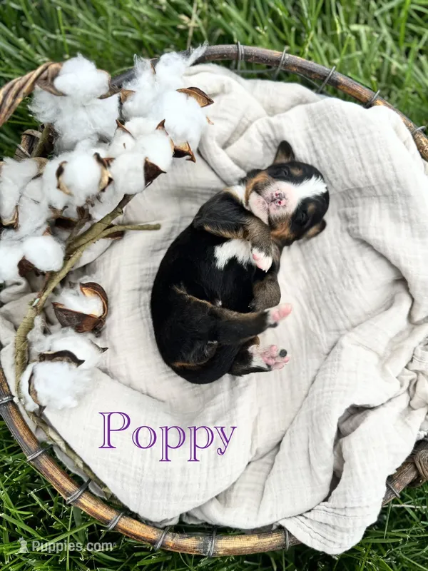 Poppy, a female Bernese Mountain Dog for sale in Melvern, KS – Photo 1 of 2
