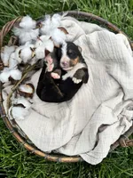 Poppy, a female Bernese Mountain Dog for sale in Melvern, KS – Photo 2 of 2