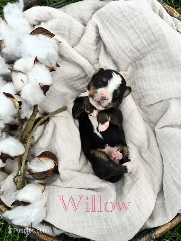 Willow, a female Bernese Mountain Dog for sale in Melvern, KS – Photo 1 of 1