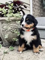 Robin, a female Bernese Mountain Dog for sale in Melvern, KS – 2 of 8
