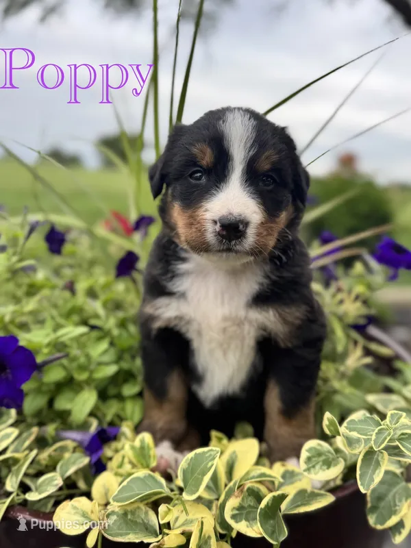 Poppy – Bernese Mountain Dog puppy for sale in Melvern, KS