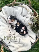 Finch, a male Bernese Mountain Dog for sale in Melvern, KS – Photo 1 of 2