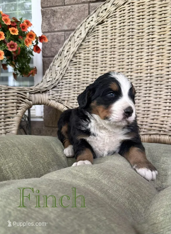 Finch – Bernese Mountain Dog puppy for sale in Melvern, KS