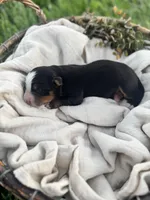 Finch, a male Bernese Mountain Dog for sale in Melvern, KS – Photo 2 of 2