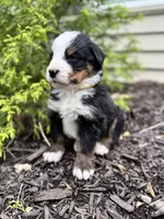 Sunny, a male Bernese Mountain Dog for sale in Melvern, KS – 5 of 7