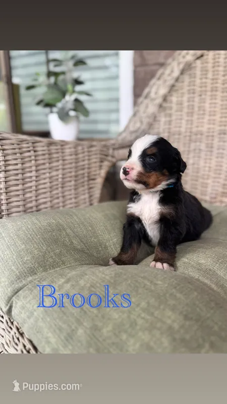 Brooks – Bernese Mountain Dog puppy for sale in Melvern, KS