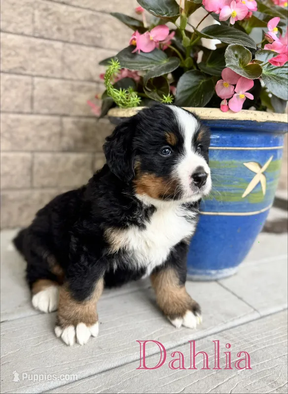 Dahlia – Bernese Mountain Dog puppy for sale in Melvern, KS