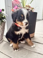 Twig, a male Bernese Mountain Dog for sale in Melvern, KS – 4 of 8