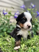 Brooks, a male Bernese Mountain Dog for sale in Melvern, KS – 5 of 7