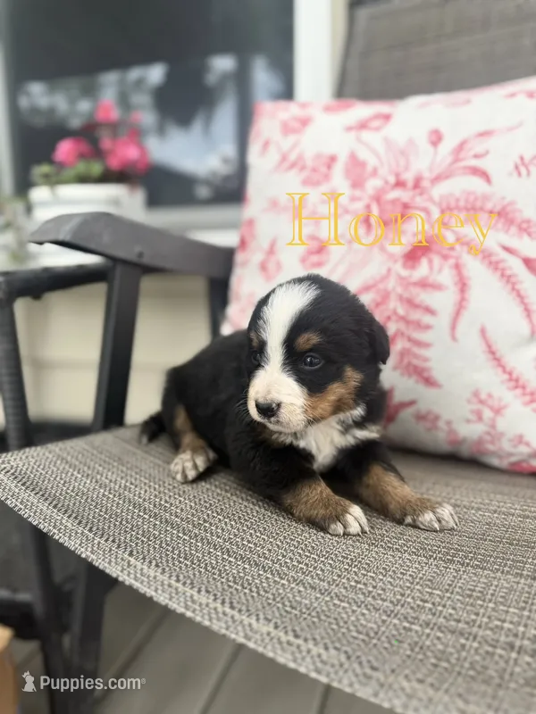 Honey – Bernese Mountain Dog puppy for sale in Melvern, KS