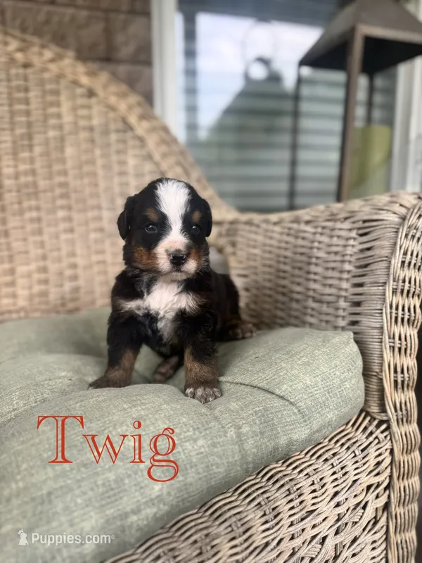 Twig – Bernese Mountain Dog puppy for sale in Melvern, KS
