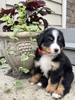 Robin, a female Bernese Mountain Dog for sale in Melvern, KS – 4 of 8