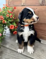 Flint, a male Bernese Mountain Dog for sale in Melvern, KS – 3 of 7