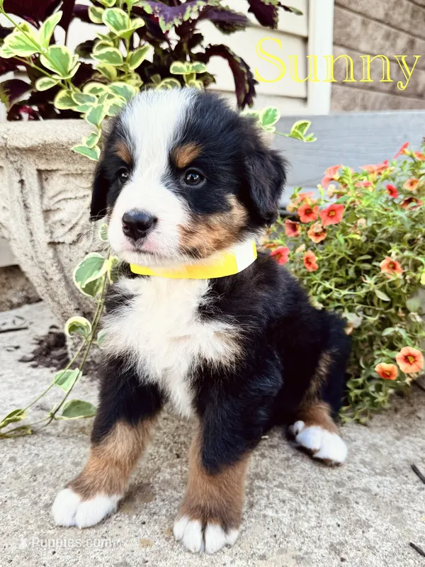 Sunny – Bernese Mountain Dog puppy for sale in Melvern, KS