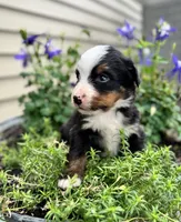 Brooks, a male Bernese Mountain Dog for sale in Melvern, KS – 6 of 7