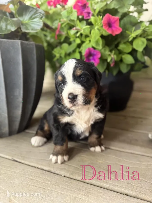 Dahlia – Bernese Mountain Dog puppy for sale in Melvern, KS