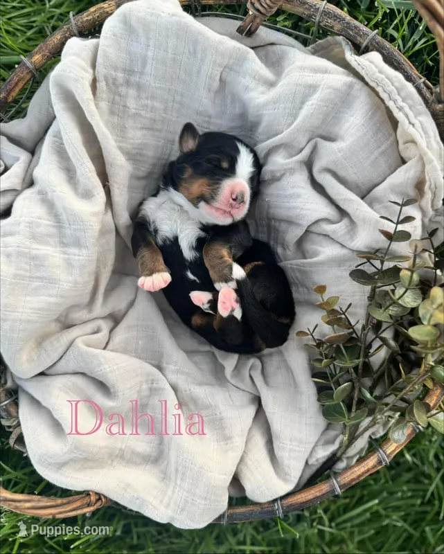 Dahlia, a female Bernese Mountain Dog for sale in Melvern, KS – Photo 1 of 3