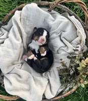 Dahlia, a female Bernese Mountain Dog for sale in Melvern, KS – Photo 3 of 3