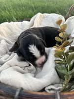 Dahlia, a female Bernese Mountain Dog for sale in Melvern, KS – Photo 2 of 3