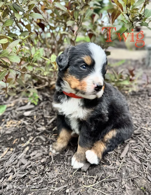 Twig – Bernese Mountain Dog puppy for sale in Melvern, KS