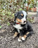 Twig, a male Bernese Mountain Dog for sale in Melvern, KS – 5 of 8
