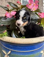 Willow, a female Bernese Mountain Dog for sale in Melvern, KS – 4 of 6