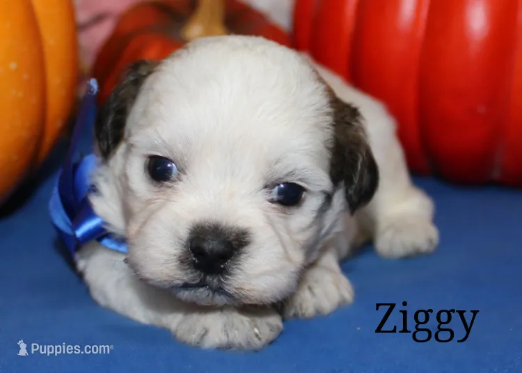 Ziggy – Shichon puppy for sale in Devils Lake, ND