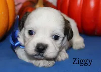 Ziggy, a male Shichon for sale in Devils Lake, ND – 1 of 1