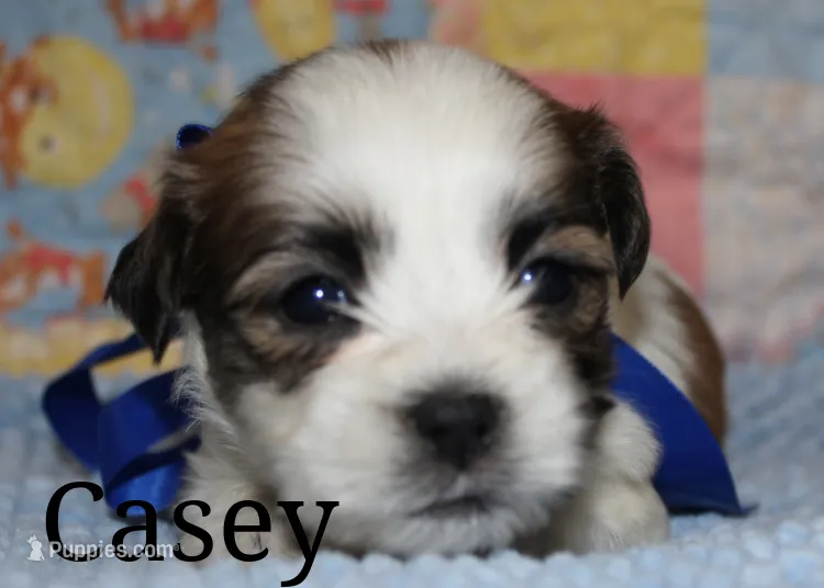 Casey – Shichon puppy for sale in Devils Lake, ND