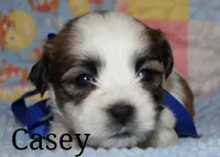 Casey, a male Shichon for sale in Devils Lake, ND – 1 of 1