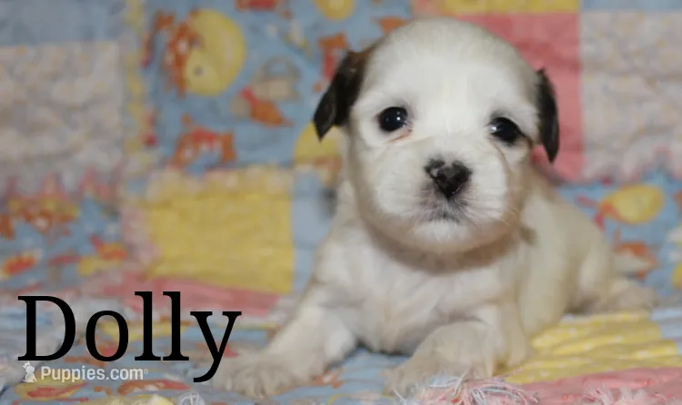 Dolly – Shichon puppy for sale in Devils Lake, ND