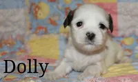Dolly, a female Shichon for sale in Devils Lake, ND – 1 of 1