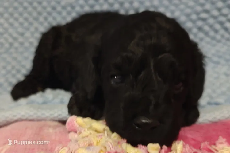 Black Male  – Cockapoo puppy for sale in Devils Lake, ND