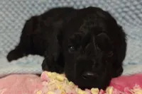 Black Male , a male Cockapoo for sale in Devils Lake, ND – 1 of 1
