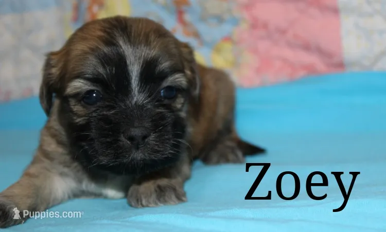 Zoey – Shichon puppy for sale in Devils Lake, ND