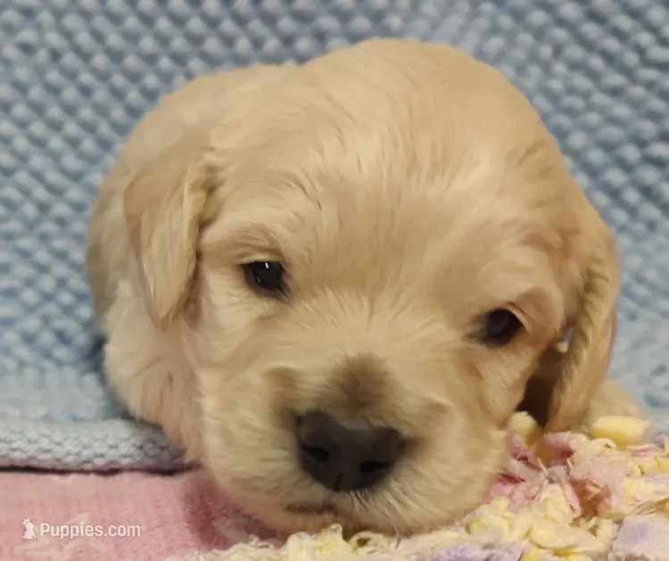 Buff male  – Cockapoo puppy for sale in Devils Lake, ND
