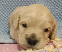 Buff male , a male Cockapoo for sale in Devils Lake, ND – 1 of 1