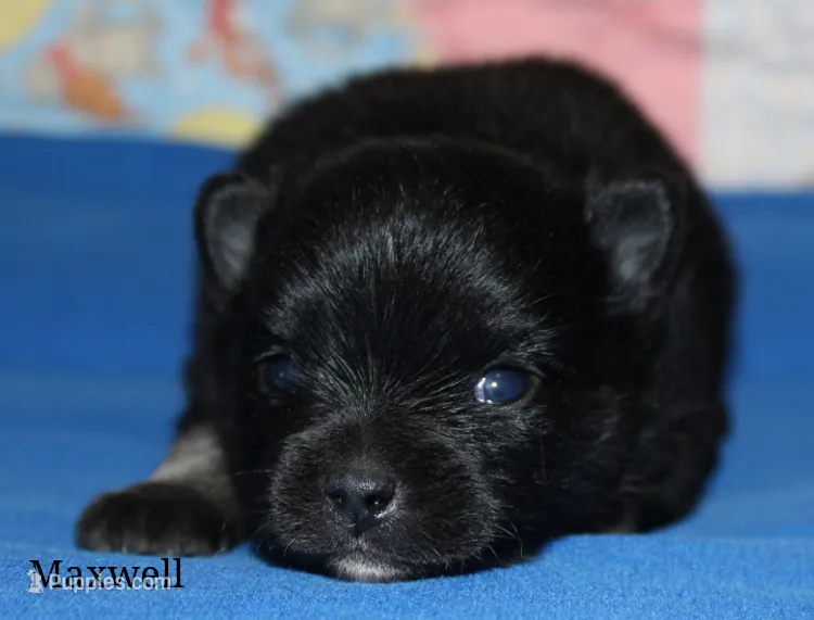 Maxwell – Pomeranian puppy for sale in Devils Lake, ND