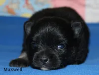 Maxwell, a male Pomeranian for sale in Devils Lake, ND – 1 of 1