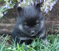 Maxwell, a male Pomeranian for sale in Devils Lake, ND – 2 of 2