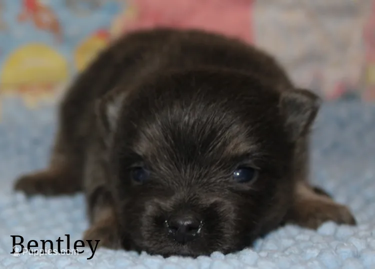 Bentley – Pomeranian puppy for sale in Devils Lake, ND