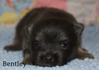 Bentley, a male Pomeranian for sale in Devils Lake, ND – 1 of 1
