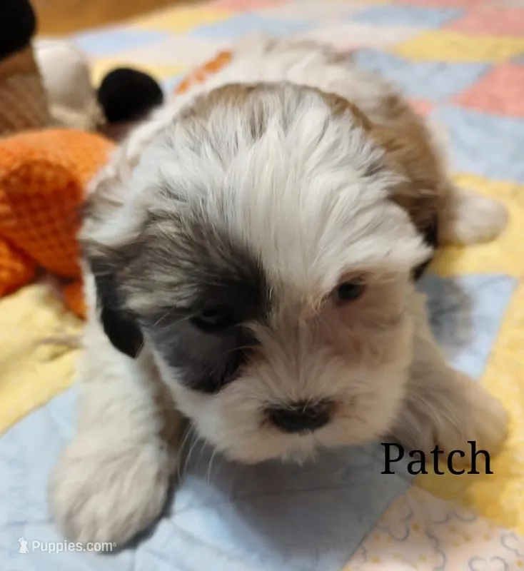 Patch – Shichon puppy for sale in Devils Lake, ND